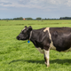 Government officials, who thought cows were doing great, expressed surprise that the population had suddenly plunged to zero.